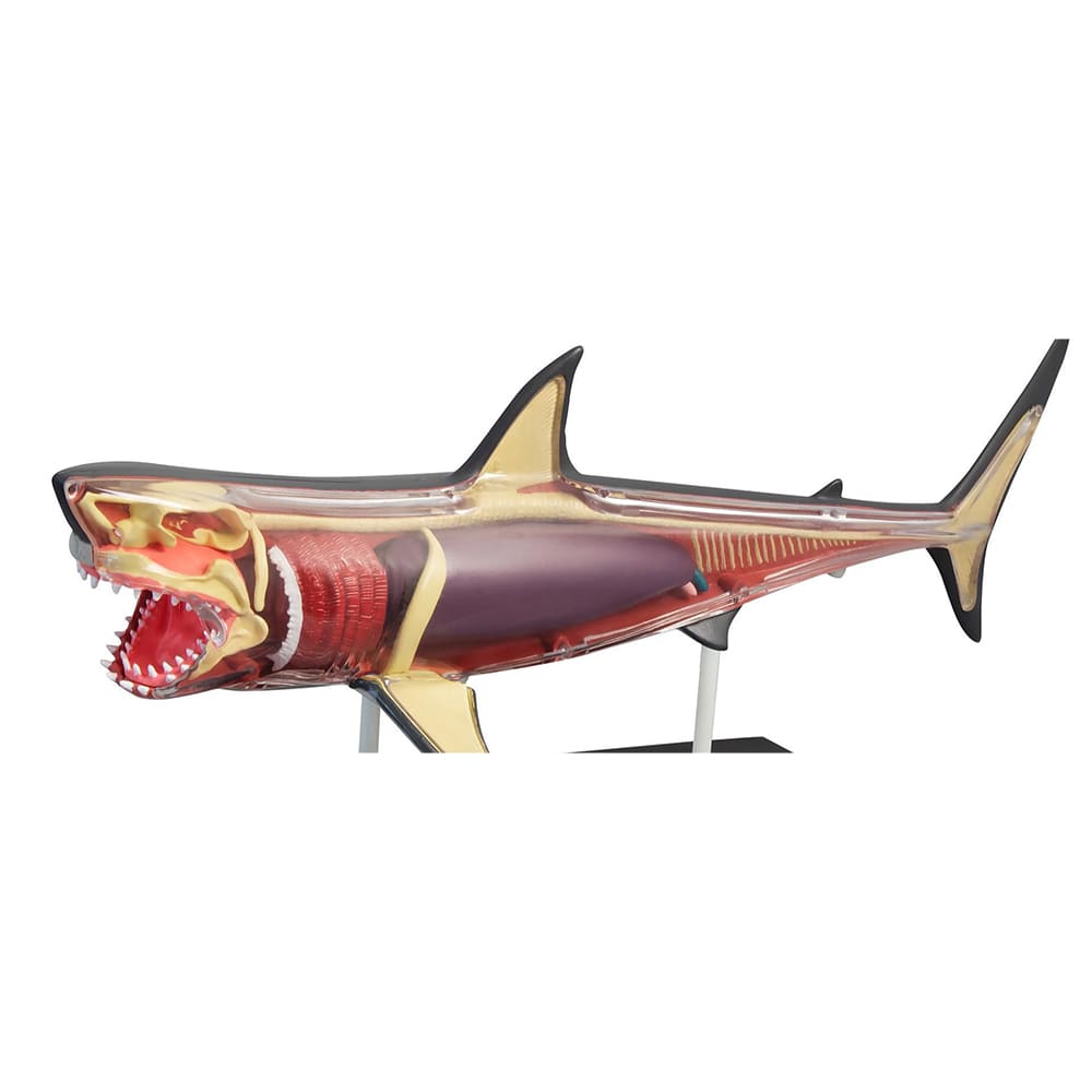 ديسكوفري كيدز - مجموعة تشريح سمك القرش رباعي الأبعاد