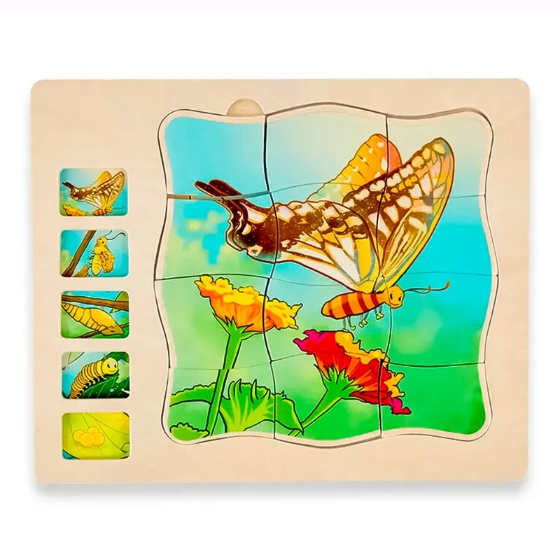 أون شاين – لغز مراحل نمو الفراشة الخشبية